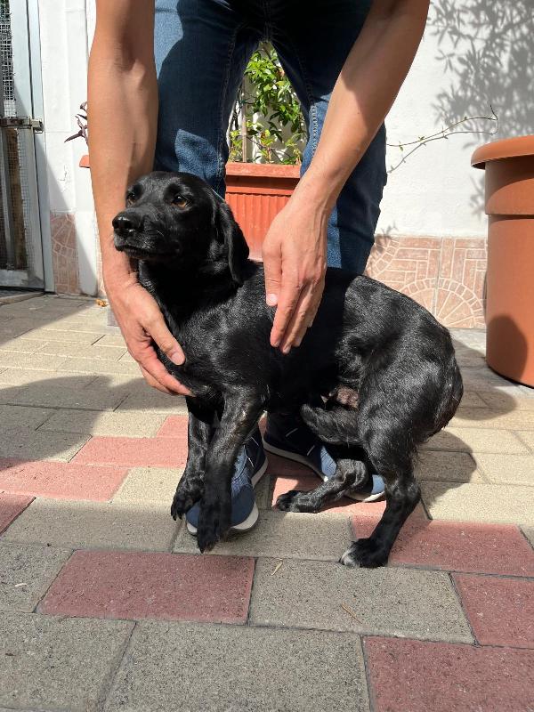 TILLA BELLISSIMA METICCETTA Foto 2